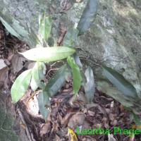 Pothos remotiflorus Hook.